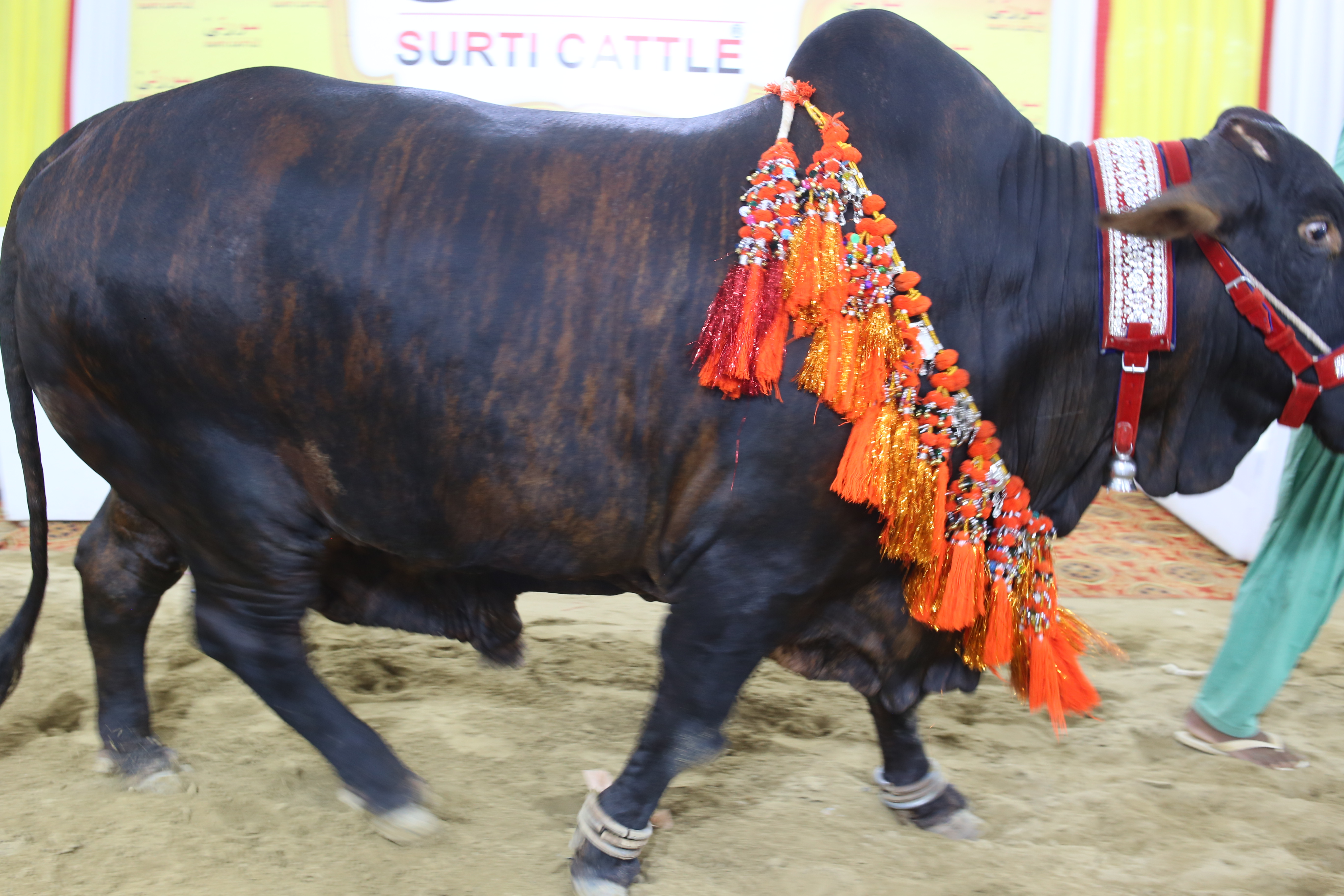 Surti Cattle Farm 2019