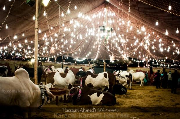 Cow Mandi