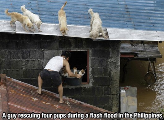 Puppies Rescued from a Flood