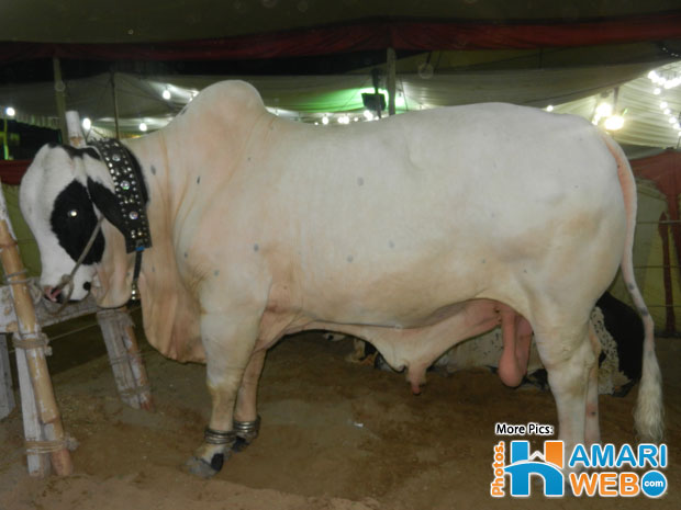 White Bull at Cow Mandi