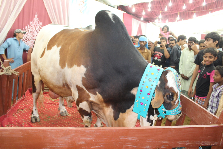Black White And Brown Colored Cow At Cattle Farm 2014