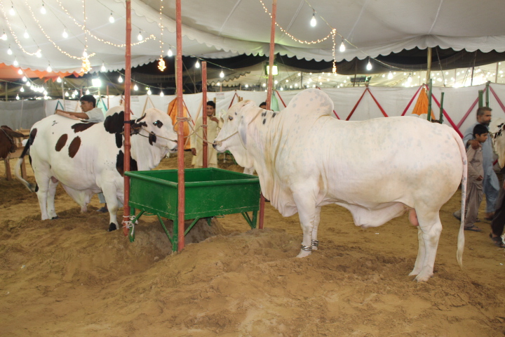Full White Bull In Cattle Farm 2014