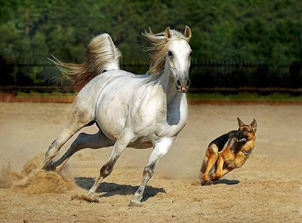 amazing horse photos