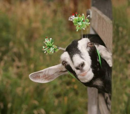 Cute Goat - Animals & Pets Images & Photos