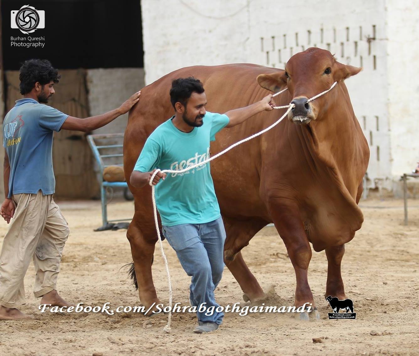 Biggest Bachri UDF CATTLE FARM 2016 Bakra Eid Images Photos