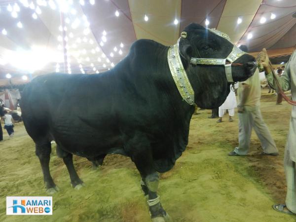Black Cow - Bakra Eid Images & Photos