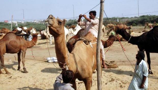 Camel+Qurbani+Karachi Bakra Eid Images - Find Images huge collection submitted by users, get ...
