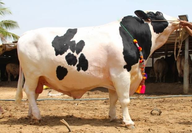 Cattle Farm Meaning In Punjabi