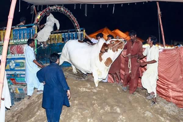 Decorated Cow From Afrdi Cattle Farm Bakra Eid Images Photos