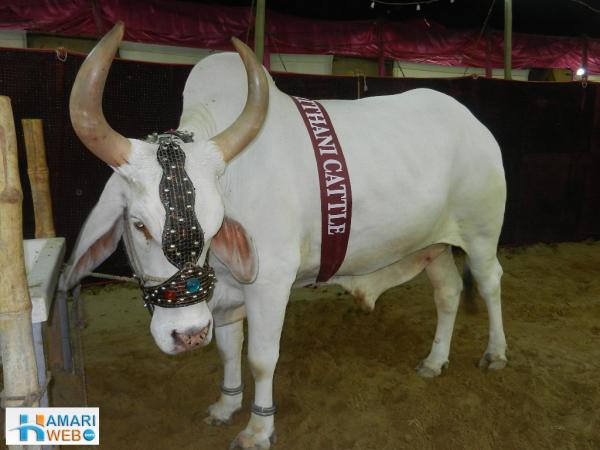 Saben por qué a Oso no le gustan las putas??? Bakra-Eid-White-Cow-with-Huge-Horns-870.jpg