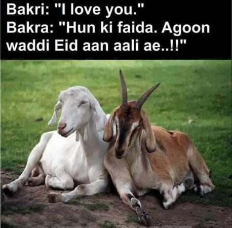 Funny-Bakra-Eid-Funny-Joke-6984.jpg