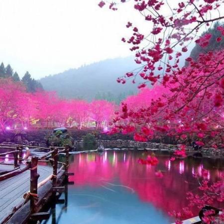  Technology Articles on Cherry Blossom Lake     Sakura  Japan   Nature   Landscapes Photos