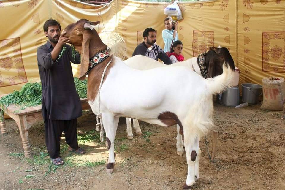 Beautiful Heavy Weight Goats 2016