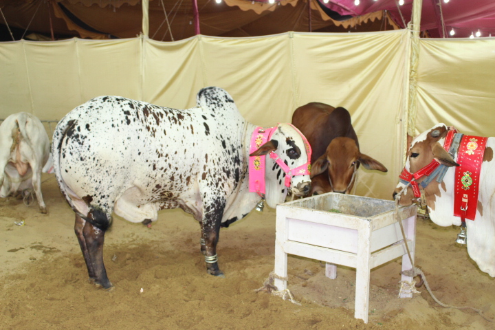 Cow Mandi & Cattle Farm 2014 