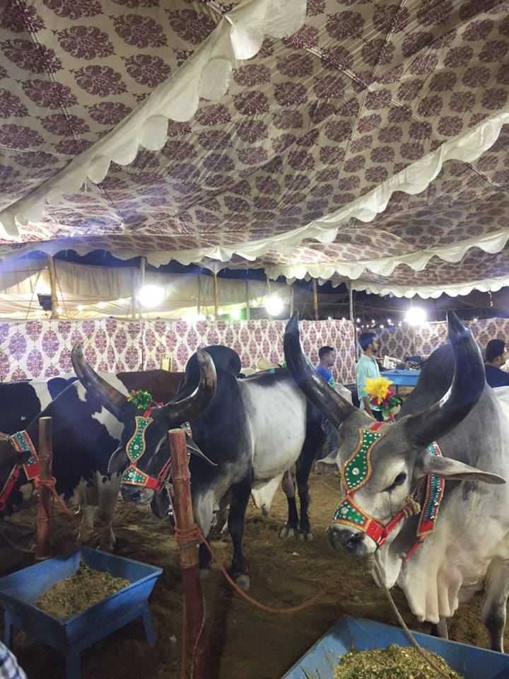 Jinnah Cattle Farm 2016