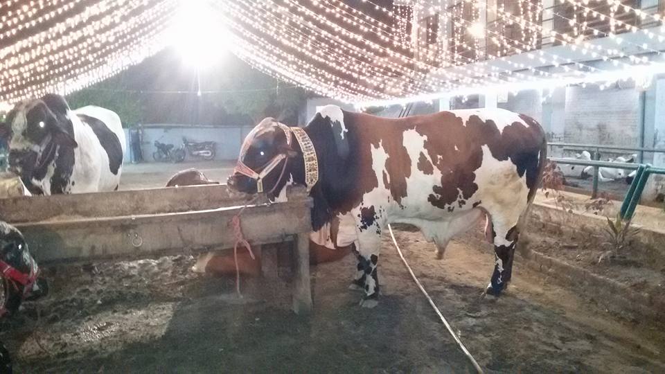 Malik Cattle Farm 2016 Lahore