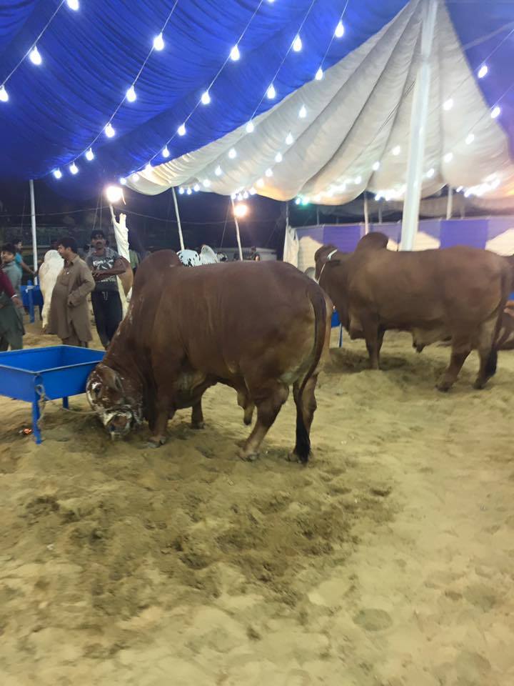 Rabbani Cattle Farm 2016