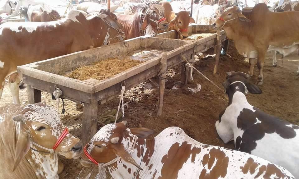 Sohrab Goth Mandi Cows Photos 24 Aug, 2016