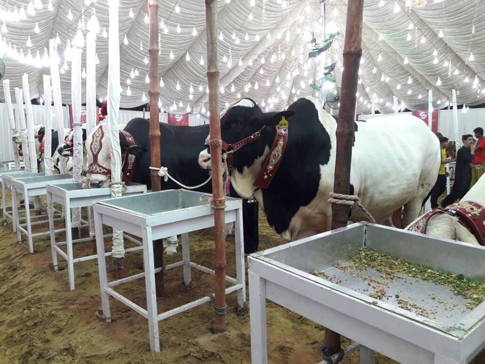 Surmawala Cattle Farm 2016