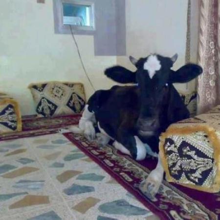 Enjoy cow 