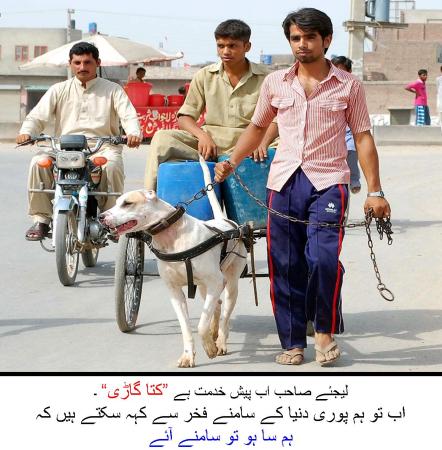 کتا گاڑی: ہم سا ہو تو سامنے آئے 