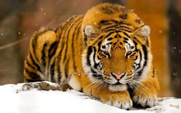 Tiger in Snow