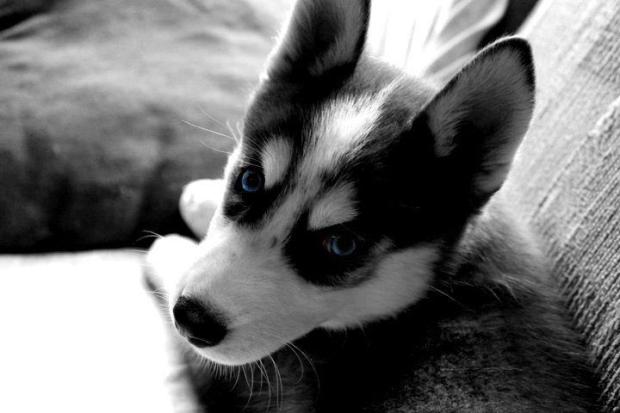 Dog With Blue Eyes - Animals & Pets Images & Photos