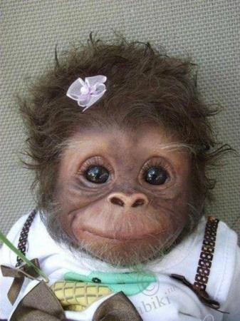 Baby Monkey