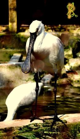 Long Beak