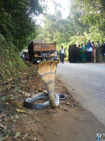 Cobra with Three Faces
