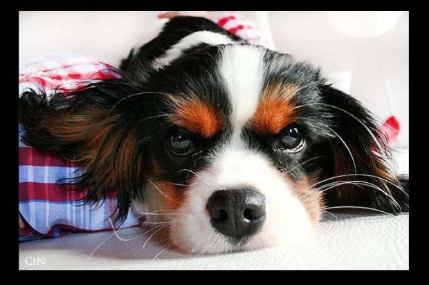 Dog With Stylish Hair