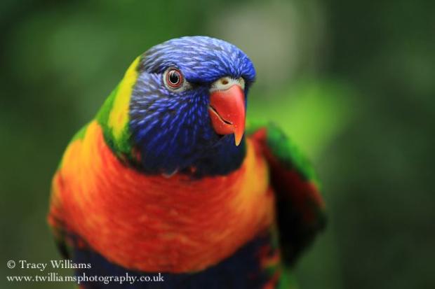 Colorful Parrot