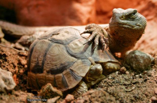 Turtle In Danger - Animals & Pets Images & Photos