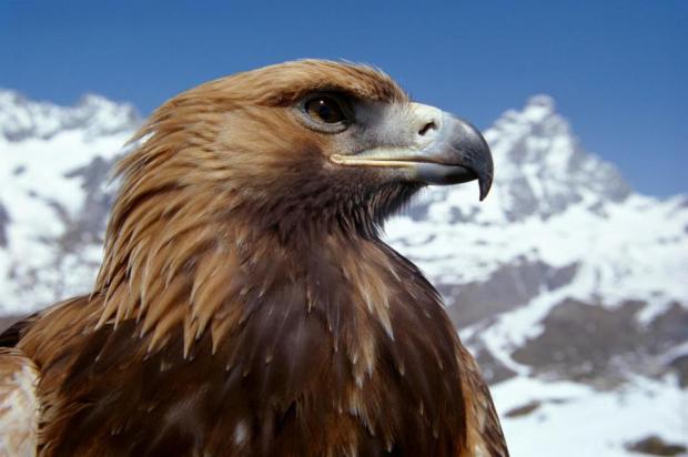 Amazing View of Eagle in Snow