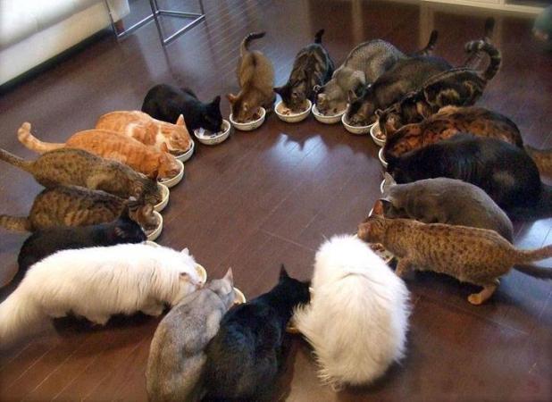 Cat's Party