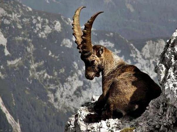A Wild Goat Sitting on Dangerous Rock