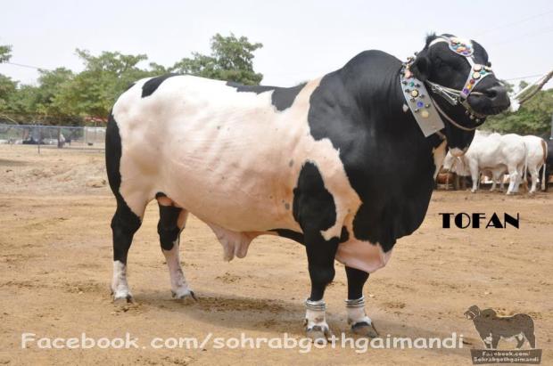 Toofan