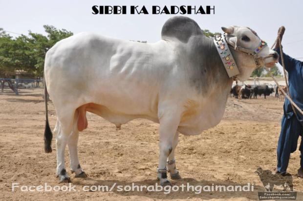 Sibbi Ka Badshah