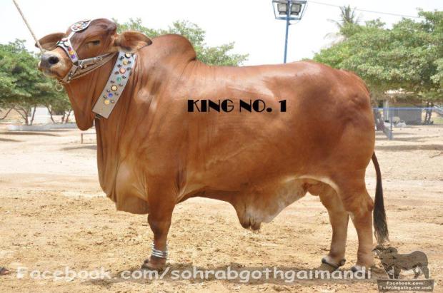 King No. 1