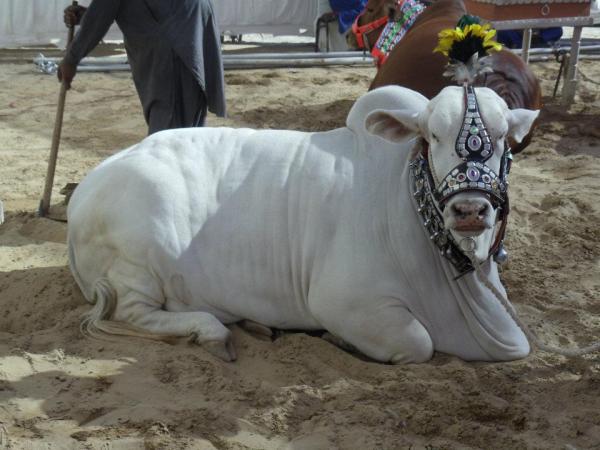 Beautful White Cow
