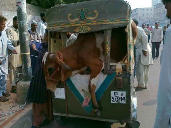 Cow in Rickshaw