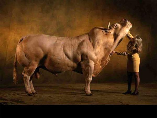 Muscular Bull