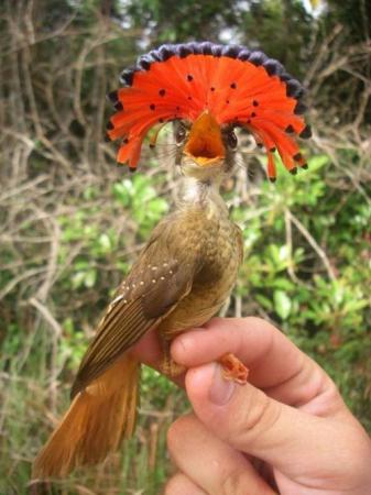 Handsome (Royal Flycatcher)