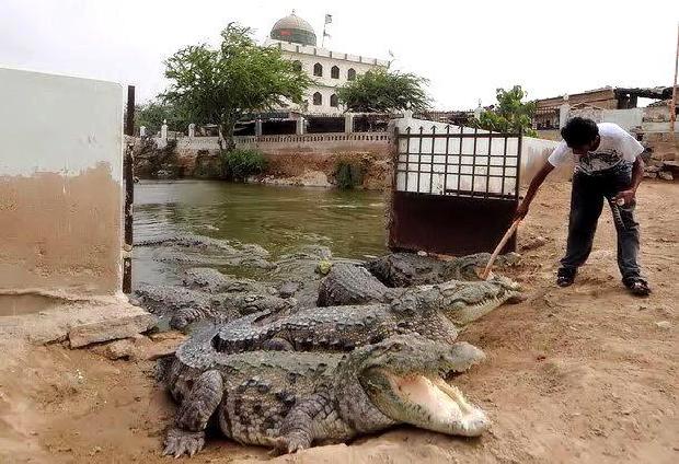 Crocodiles Of Manghopir