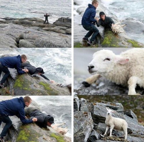 Baby Lamb Rescued from Ocean