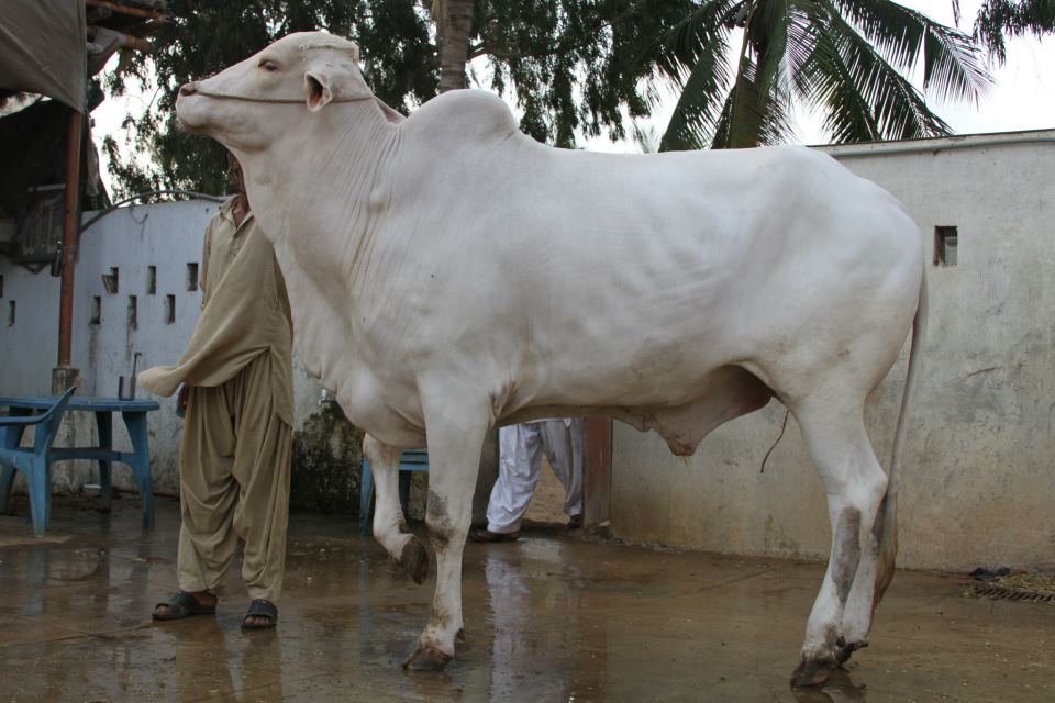 Toll Plaza - Al-Rahman Cattle Farm