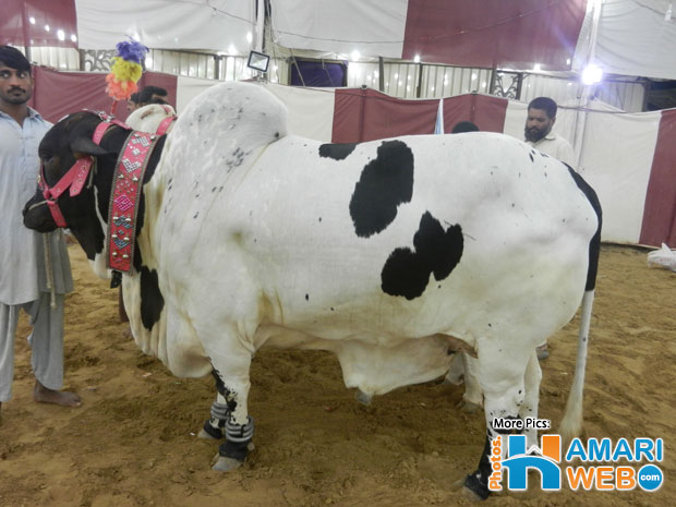 Heavy Weight Sahiwal Bull at Mandi