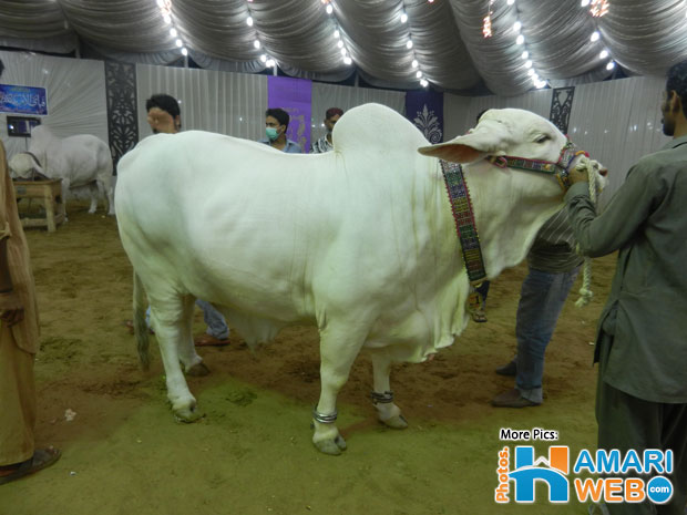 Attractive White Bull in Cattle Farm