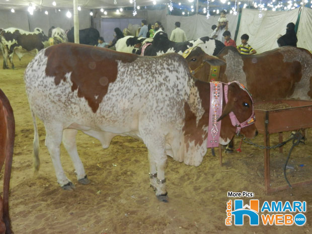 White & Brown Cow at Karachi Mandi