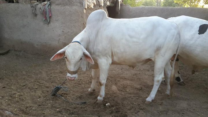 Rahman Cattle Farm - White Beauty
